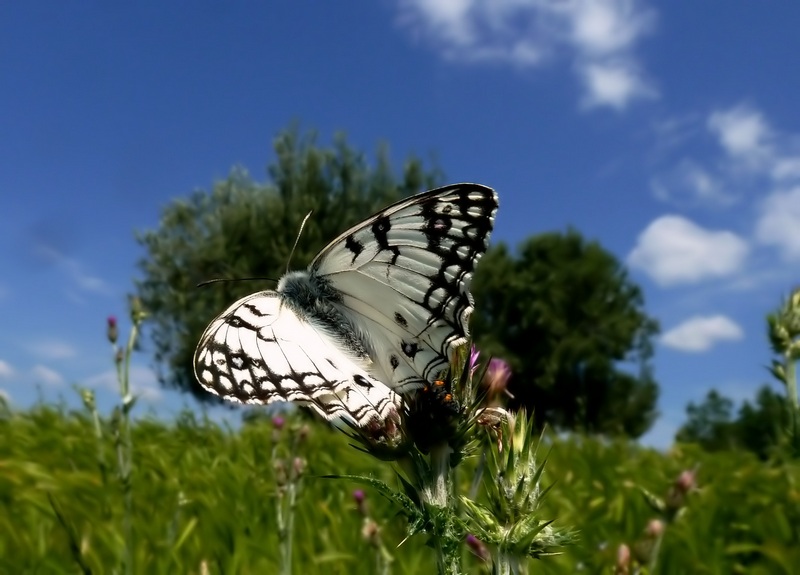 farfalle e uliveti